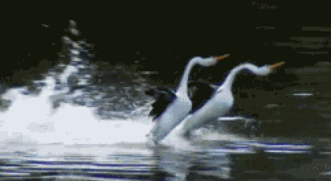 Pay homage to the three-set mausoleum, the wall of the tiger in the animal world Picture 5