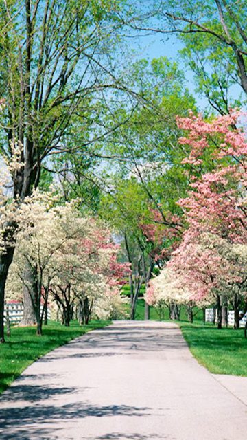 Phone wallpaper with many different themes Picture 12