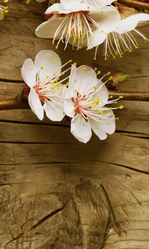 Phone wallpaper with many different themes Picture 6