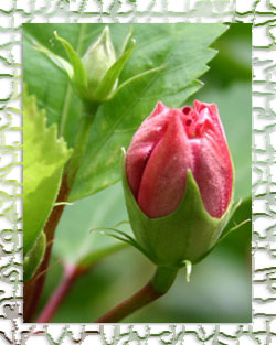 Photoshop CS: Cutting edges and creating photo frames (Part I) Picture 13