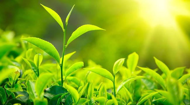 Photosynthesis is increasing globally Picture 1