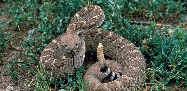 Picking rats back in the wilderness, but after a few minutes the rattlesnakes have to die in pain Picture 1