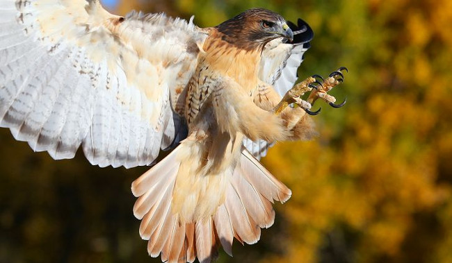 Picking rats back in the wilderness, but after a few minutes the rattlesnakes have to die in pain Picture 2