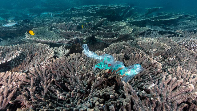 Plastic containers are the latest threat to coral reefs Picture 1