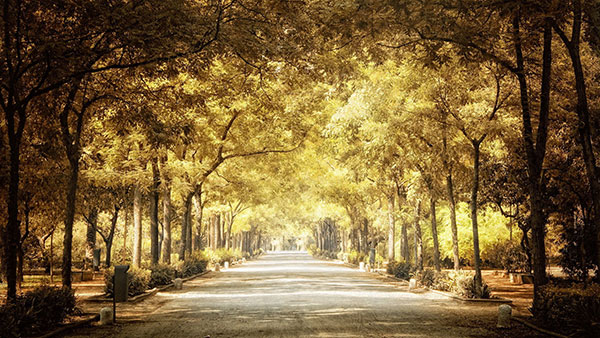 Please download a wide range of themes, Full HD resolution for your computer Picture 15