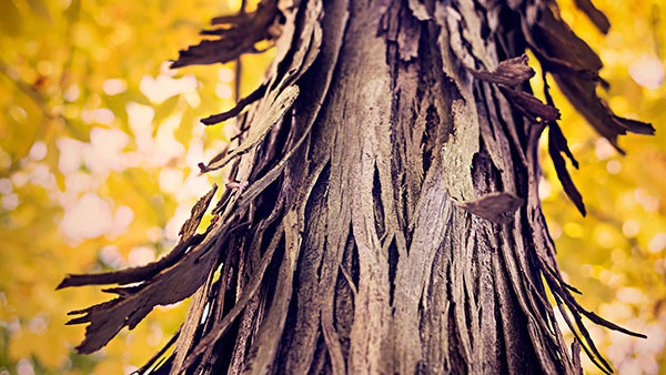 Please download a wide range of themes, Full HD resolution for your computer Picture 16