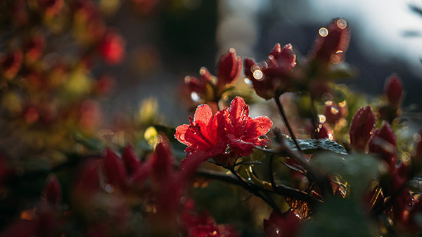 Please download a wide range of themes, Full HD resolution for your computer Picture 33