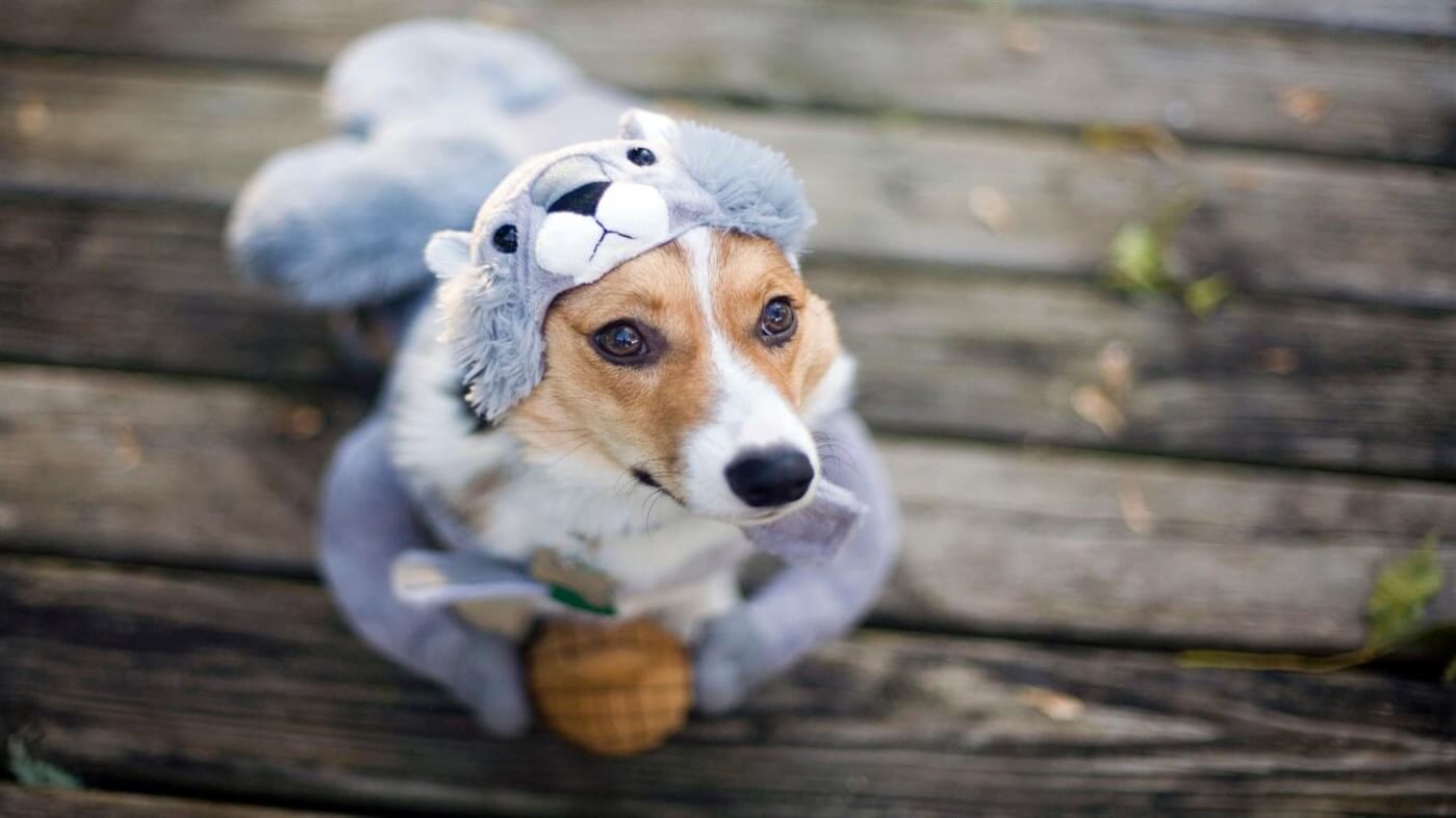 Please download Microsoft's Halloween theme dog 4K wallpaper Picture 3