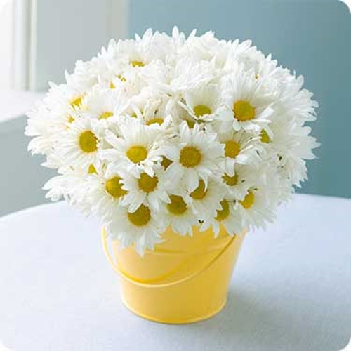 Plug in chrysanthemum flowers to bring home into the house for Tet holiday 2019 Picture 2