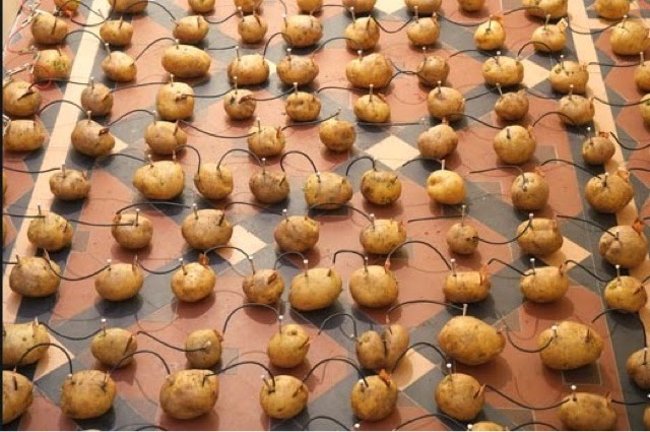 Potato generator: A great experiment you can do at home with your baby Picture 6