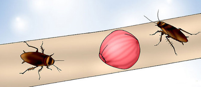 Processing a 'one hundred dead' cockroach simply with beer cans Picture 4