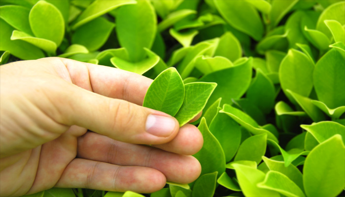 Psoriasis overcome with natural ingredients Picture 2