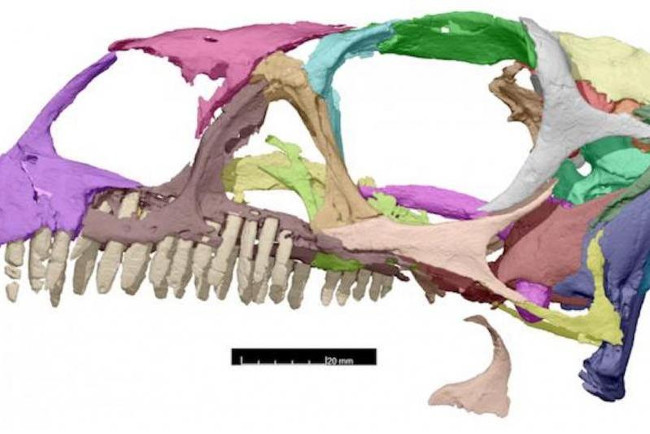 Publish a 3D dinosaur skull print plan of 200 million years old Picture 1