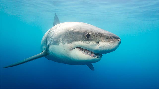 Research: The phenomenon of cannibalism in the animal world and human society Picture 1