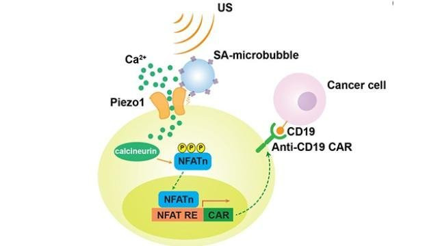 Researchers are developing remote-controlled cancer immune systems Picture 1