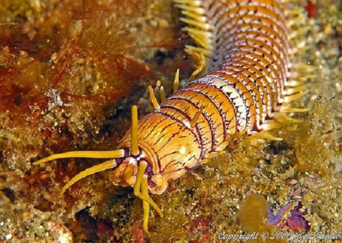 Scabby hair with a 3 meter long sea worm has extreme hunting Picture 2