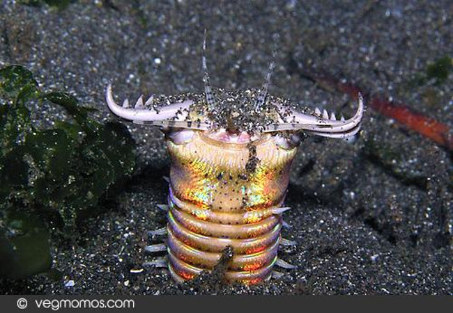 Scabby hair with a 3 meter long sea worm has extreme hunting Picture 3