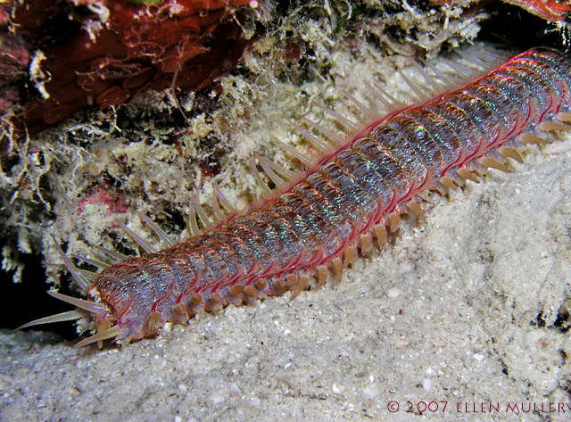 Scabby hair with a 3 meter long sea worm has extreme hunting Picture 7