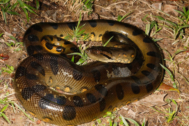 Scary nape with the largest mouse hunting screen in the world of the giant 'beast' Anaconda Picture 2