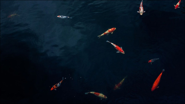 Science discovered the new blind fish in the cave Meghalaya dark Picture 1