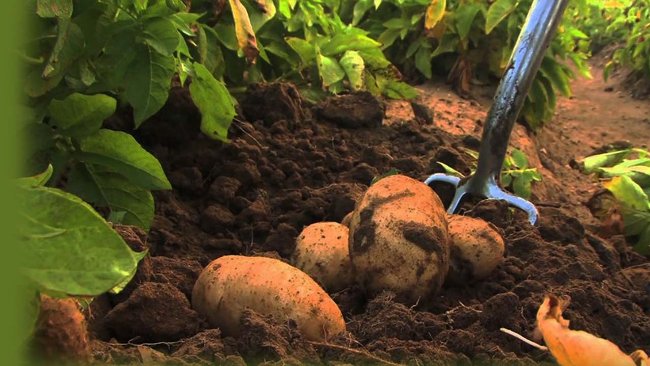 Science test: Potatoes can be grown on Mars Picture 1