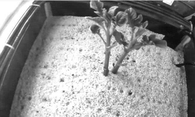 Science test: Potatoes can be grown on Mars Picture 2