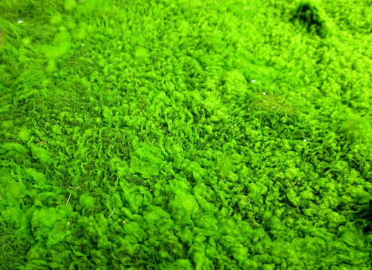 Science warning: When the climate gets hot, the ocean will become more toxic Picture 2