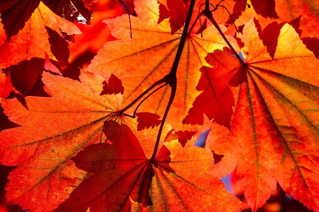 Scientific proof: Month of birth has an impact on human health and personality Picture 4