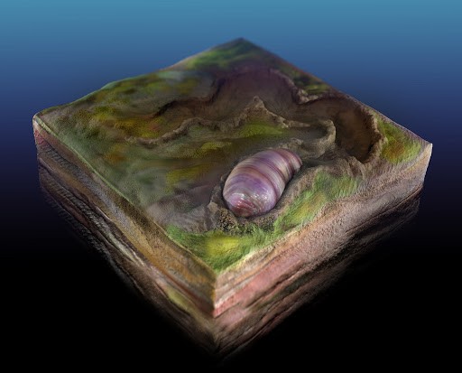 Scientists found the 555 million-year-old fossil of human ancestors Picture 1