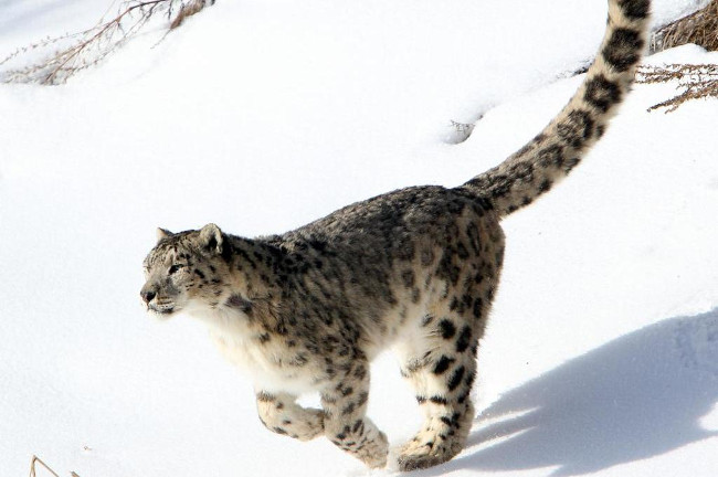 Scientists have discovered 3 new species of snow leopard Picture 1
