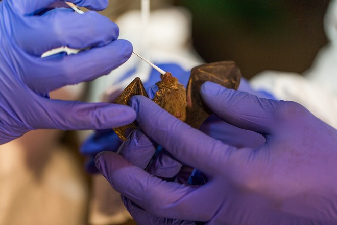 Scientists have discovered six new strains of corona virus in bat populations in Myanmar Picture 1