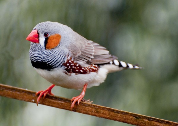 Scientists read the bird's brain and know what it is about to sing Picture 1