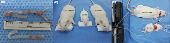 Scientists successfully concatenated two-headed mice Picture 2