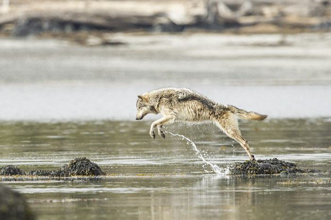 Sea wolves specialize in eating salmon and can swim for many hours in the ocean in Canada Picture 6