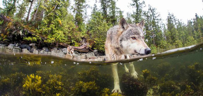 Sea wolves specialize in eating salmon and can swim for many hours in the ocean in Canada Picture 7