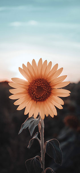 Set of 50+ high quality background images, many themes for smartphones Picture 19