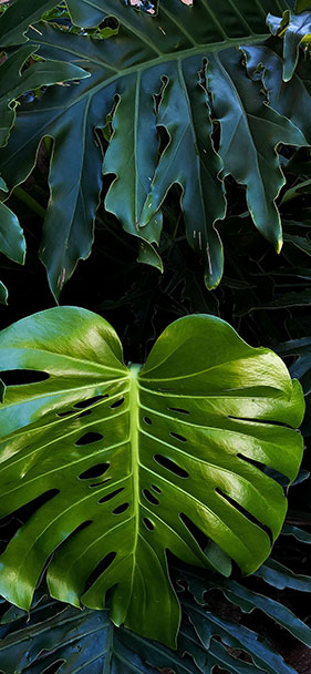 Set of 50+ high quality background images, many themes for smartphones Picture 30