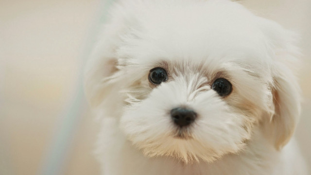 Set of adorable dogs wallpapers for computers Picture 10