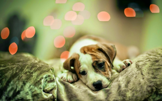 Set of adorable dogs wallpapers for computers Picture 17