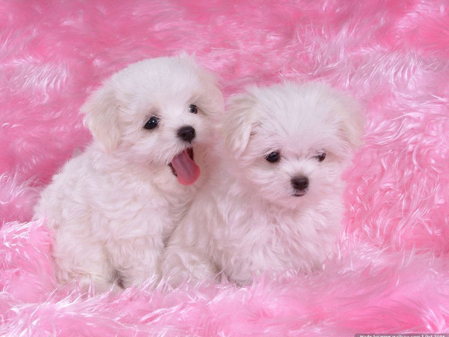 Set of adorable dogs wallpapers for computers Picture 19