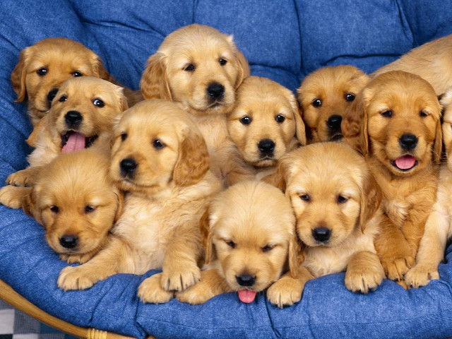 Set of adorable dogs wallpapers for computers Picture 25