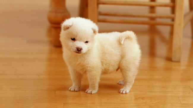 Set of adorable dogs wallpapers for computers Picture 4