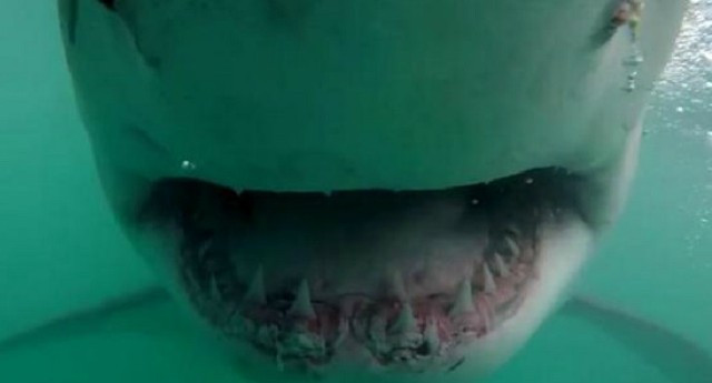 Set up the hair on the back of the shark with the face of the camera in horror Picture 1