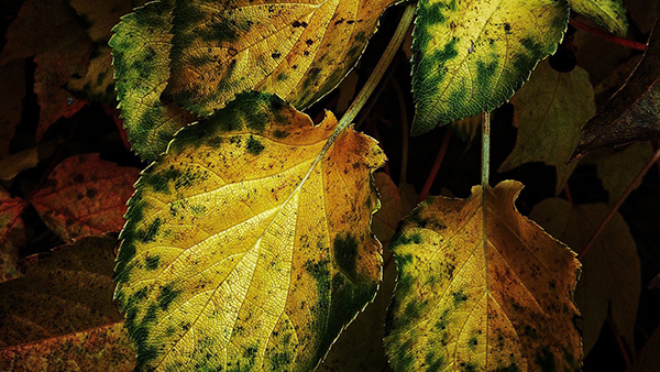 Share a full HD wallpaper set with beautiful themes for your computer Picture 17