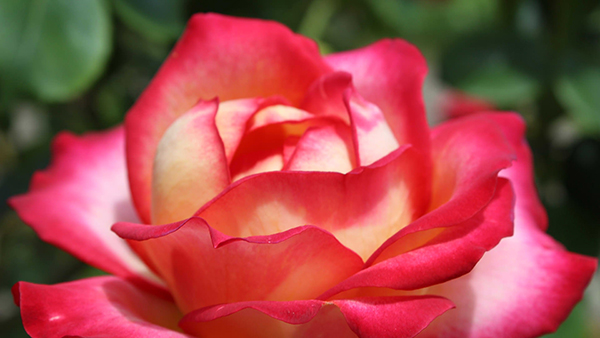 Share a full HD wallpaper set with beautiful themes for your computer Picture 20