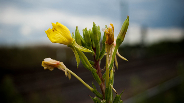 Share a full HD wallpaper set with beautiful themes for your computer Picture 25