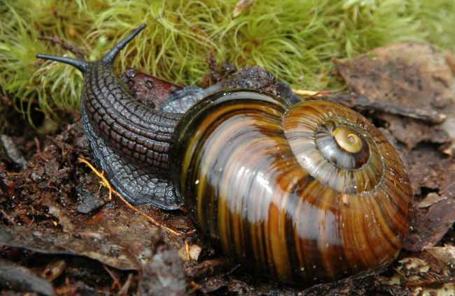 Shivered by the snail 6,000 teeth that eat deep in the earth like monsters in the movie Picture 1