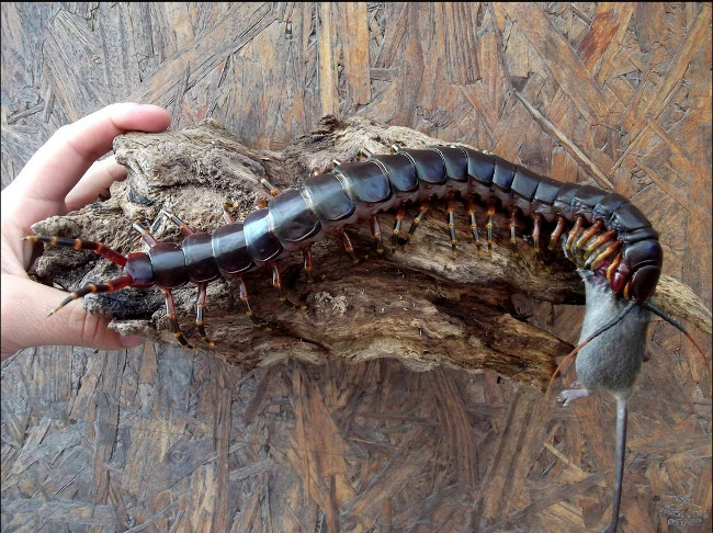 Shivered with the terrifying behavior of the giant centipede, eating the main meat 'self' after molting! Picture 1