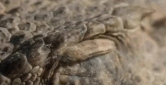 Shivers of 'bloody eyes' to defend the horns of horned lizards Picture 1