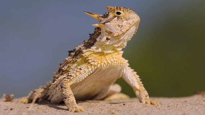 Shivers of 'bloody eyes' to defend the horns of horned lizards Picture 2